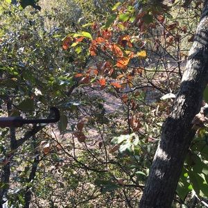 Meet your Posher, Shane